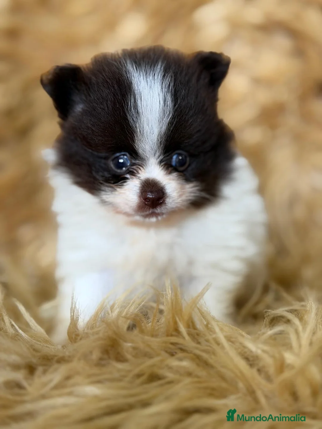 Pomerania perros en venta: POMERANIA BLANCO Y CHOCOLATE  - Anuncio 1