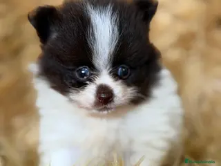 Pomerania perros POMERANIA BLANCO Y CHOCOLATE - Anuncio 3