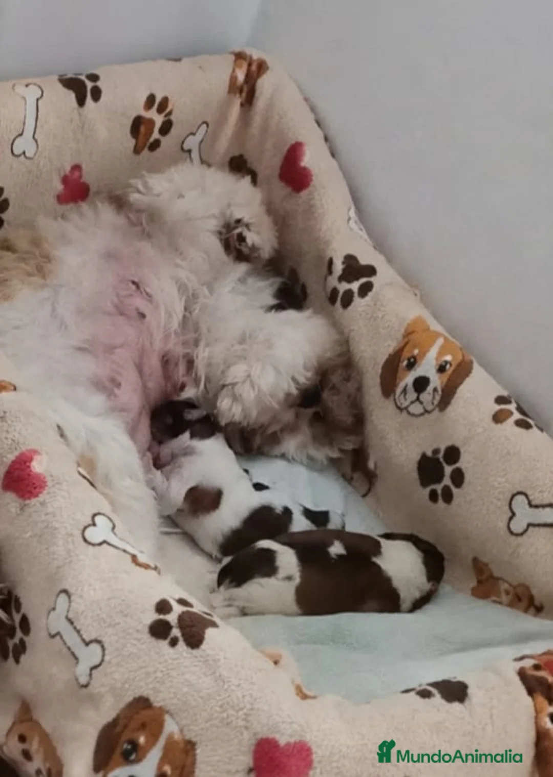 Shih Tzu perros en venta: Shih Tzu 641387649 - Anuncio 2