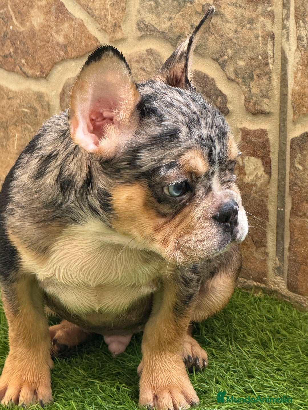 Bulldog Francés perros en venta: Macho black an tan Merle  - Imagen 3