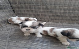 Shih Tzu perros en venta: Shih tzu bicolor - Imagen 3