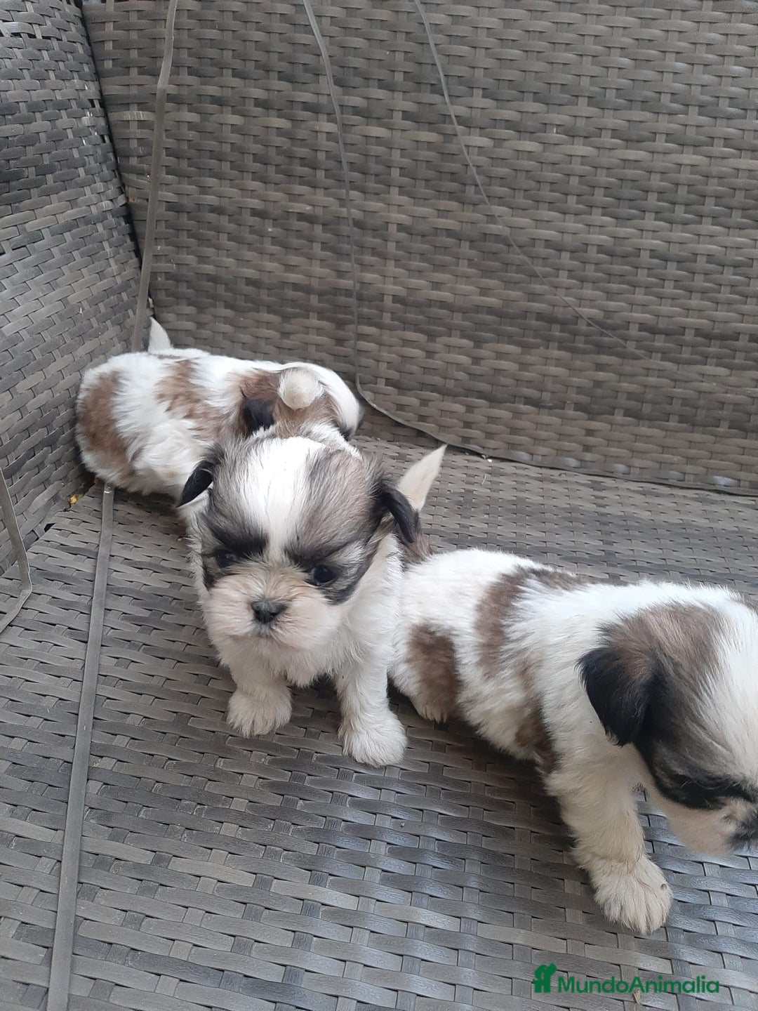 Shih Tzu perros en venta: Shih tzu bicolor - Imagen 3