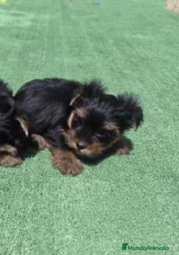 Yorkshire Terrier perros Cachorros de Yorkshire - Anuncio 2