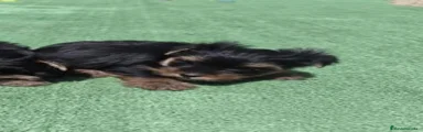 Yorkshire Terrier 2