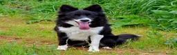 Border Collie perros en venta: camada de border collie  - Anuncio 19
