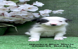 Border Collie perros en venta: BORDER COLLIE hembras Blue Merle - Imagen 27