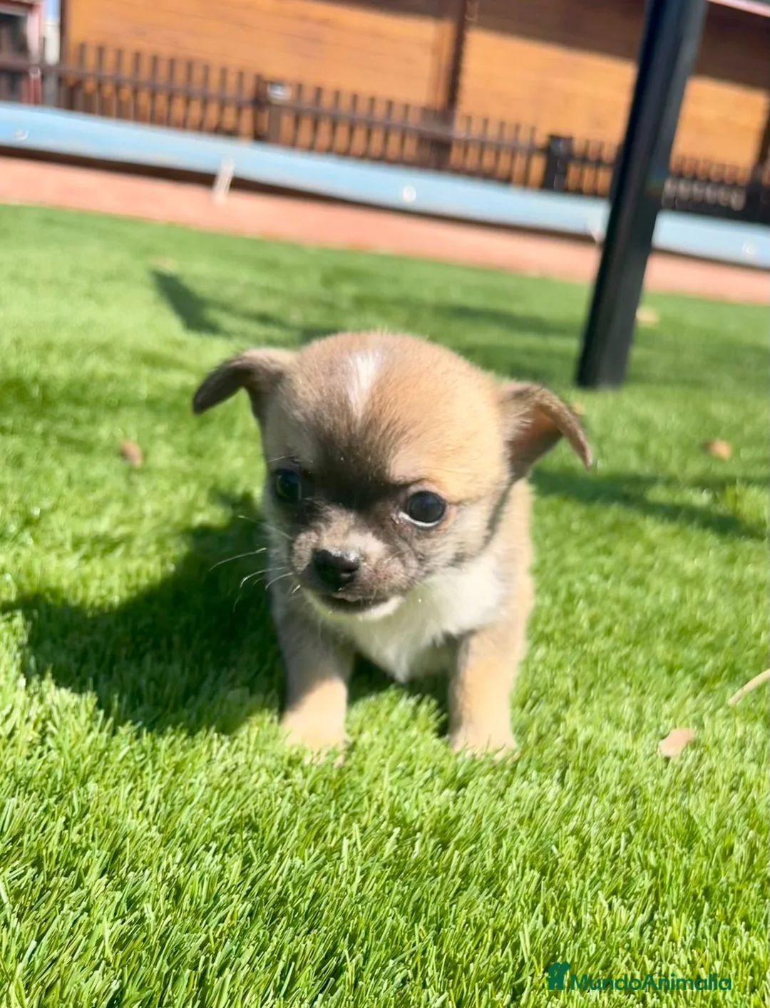 Chihuahua perros en venta: Cachorros de pura Raza. - Anuncio 2