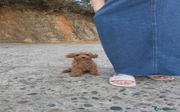 Caniche Toy perros en venta: Hembrita toy toy  - Imagen 2