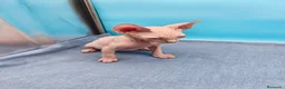 Sphynx gatos en venta: Preciosa camada ojos azules  - Anuncio 11