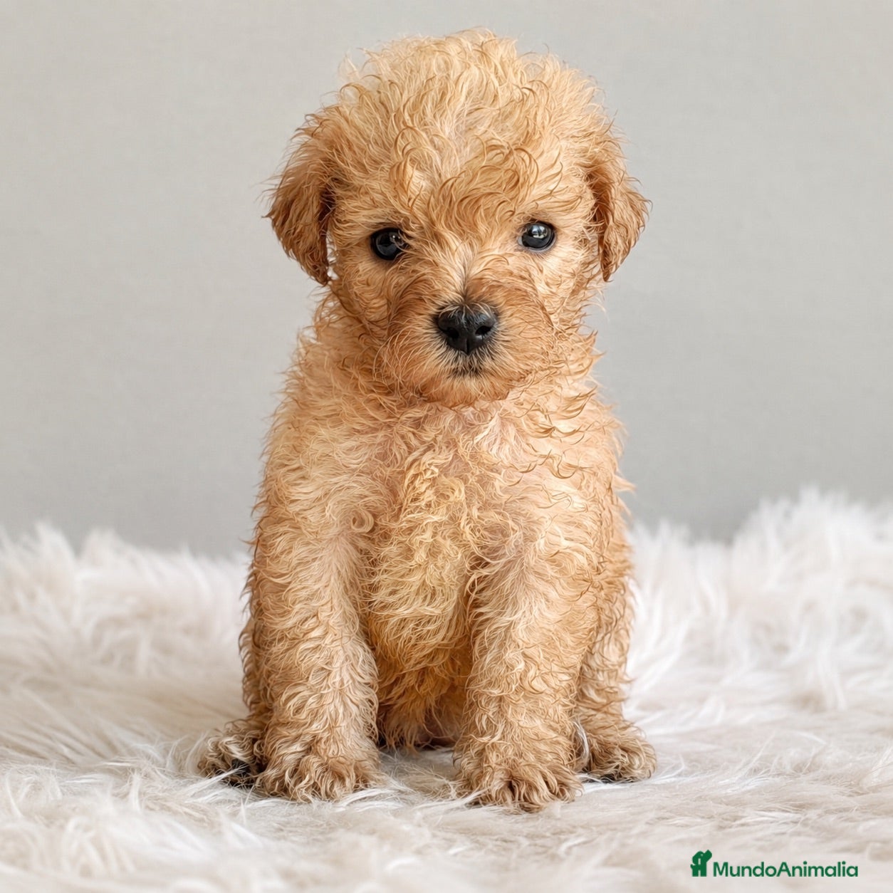 Caniche Toy perros Último!!!!caniche apricot!!!!🐶🐾 - Anuncio 7