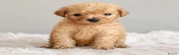 Caniche Toy perros en venta: Último!!!!caniche apricot!!!!🐶🐾 - Anuncio 1