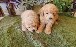 Caniche Toy perros en venta: CANICHE CALIDAD Y SELECCIÓN  - Imagen 2
