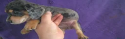Teckel perros en venta: Teckel Arlequínes y Negros fuego - Anuncio 14