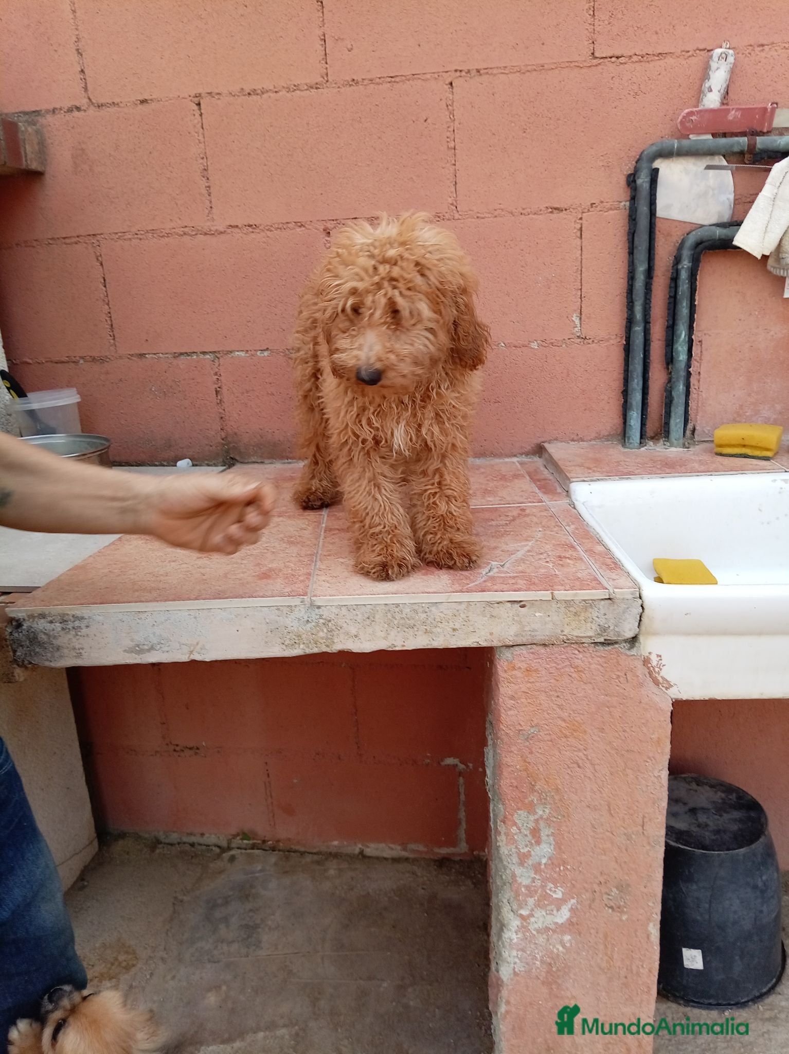 Caniche Toy perros Caniche toy - Anuncio 1