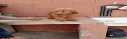 Caniche Toy perros en venta: Caniche toy - Anuncio 1