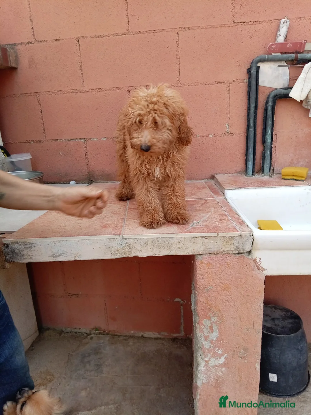Caniche Toy perros en venta: Caniche toy - Anuncio 1