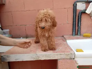 Caniche Toy perros Caniche toy - Anuncio 1