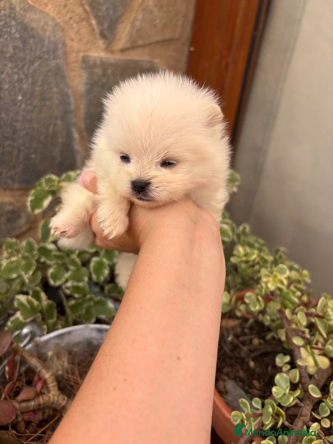 Pomerania perros en venta: Pomeranias muy bonitos !!! - Anuncio 12