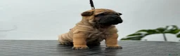 Shar Pei perros en venta: LOS BEBES SHAR PEI MAS BONITOS en Málaga - Anuncio 4