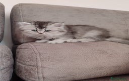 Británico de Pelo Largo gatos en venta: Hembra British Longhair - Imagen 2