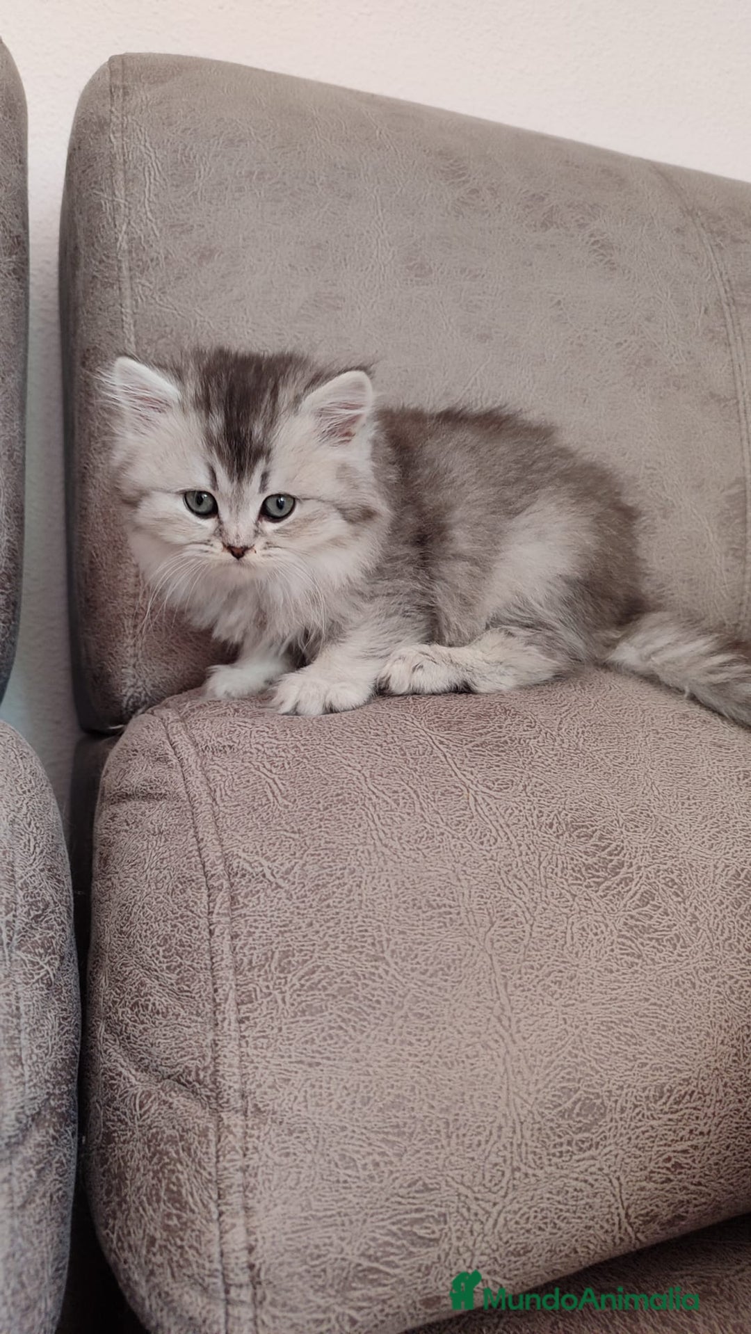 Británico de Pelo Largo gatos en venta: Hembra British Longhair - Imagen 2