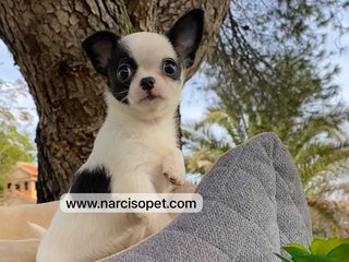 Chihuahua perros - Anuncio 34