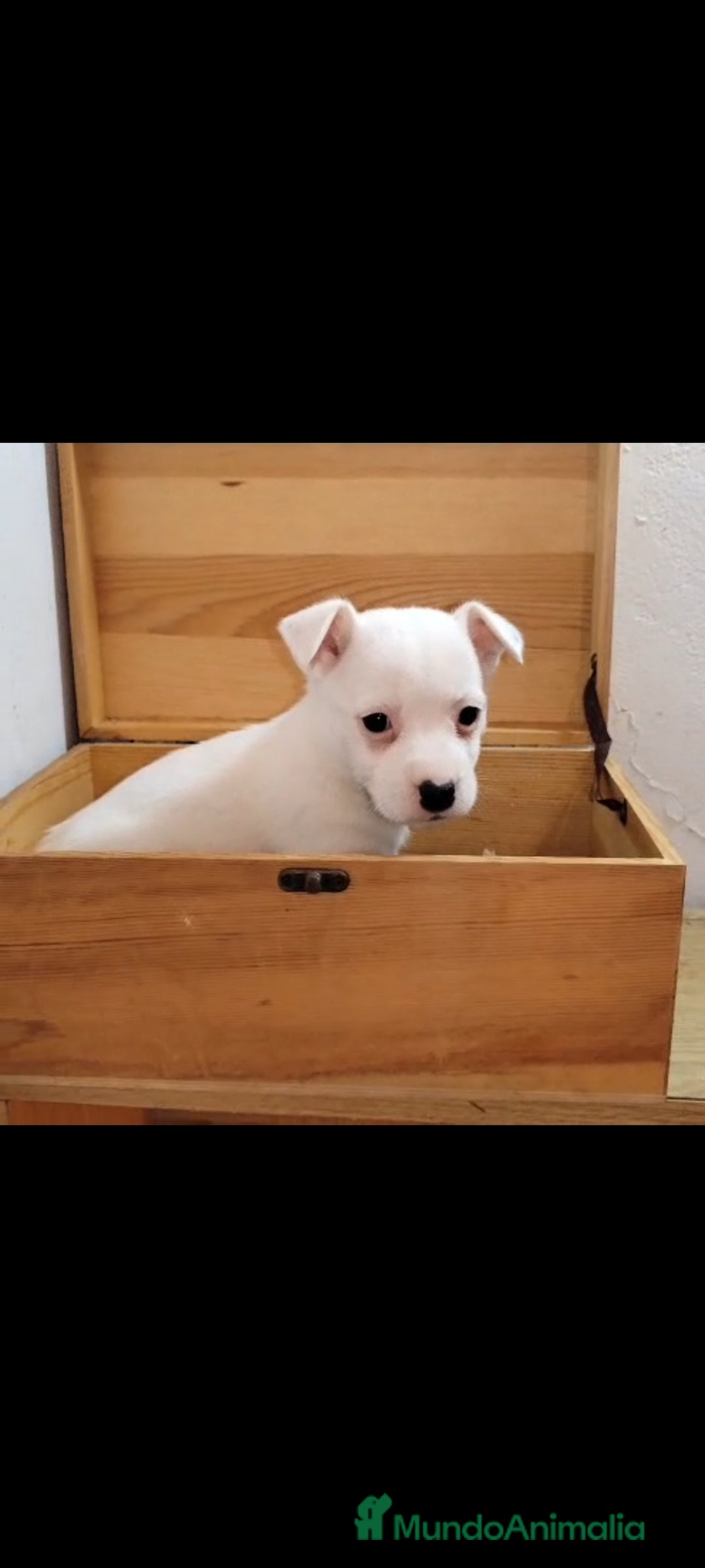 Jack Russell Terrier perros en venta: Jack Russell  - Anuncio 8