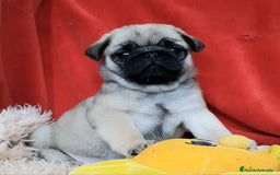 Carlino - Pug perros en venta: MACHOS CARLINO PRECIO REAL - Imagen 4