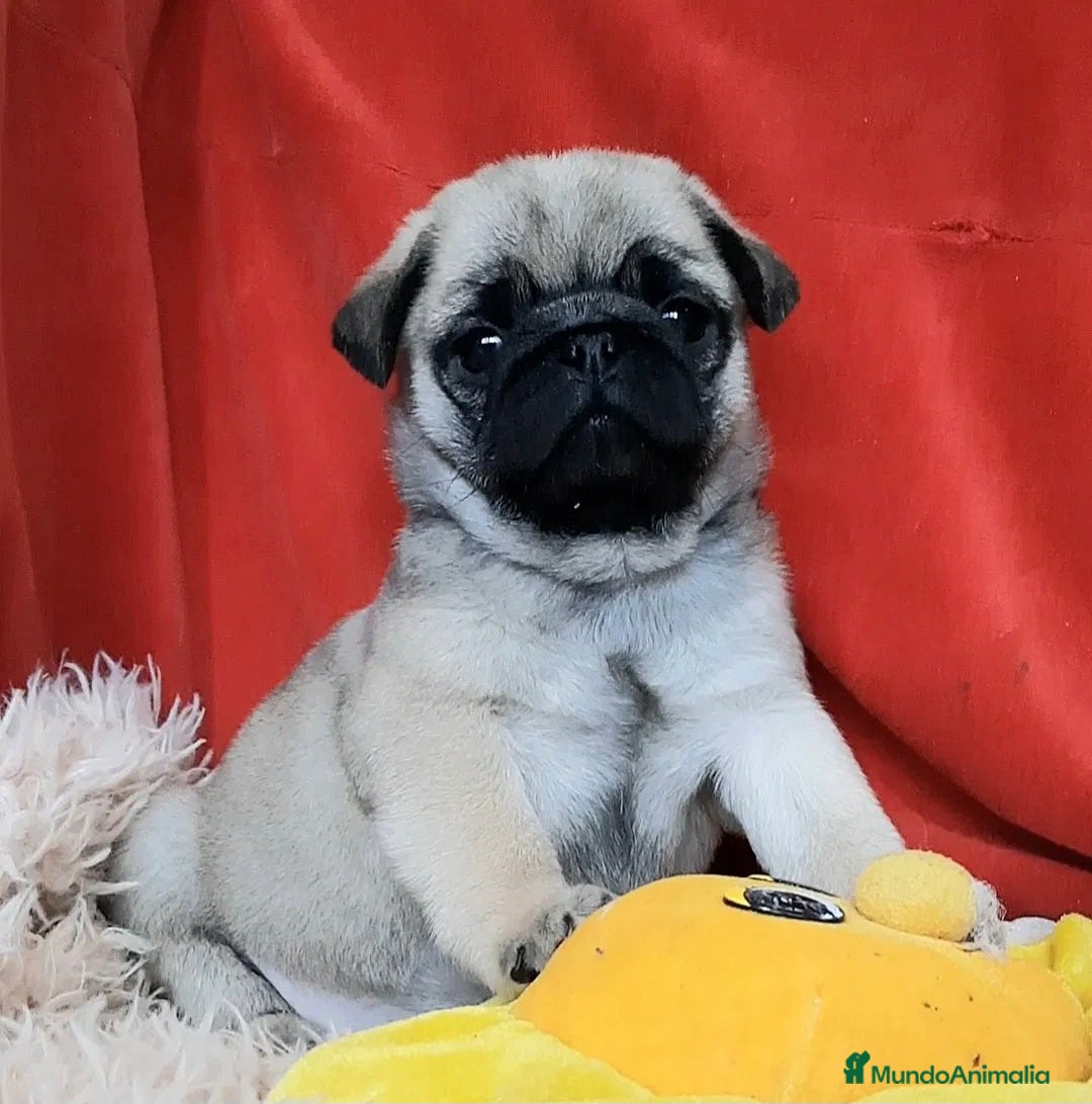 Carlino - Pug perros en venta: MACHOS CARLINO PRECIO REAL - Imagen 4
