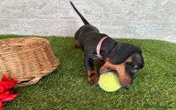 Teckel perros en venta: TECKEL negro fuego  - Imagen 1