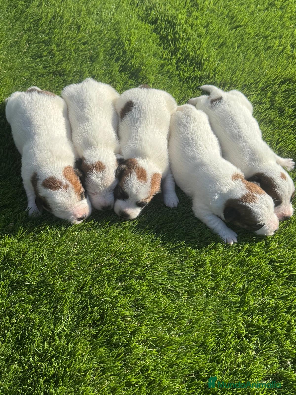 Jack Russell Terrier perros Jack Russell preciosos patitas cortas  - Anuncio 2