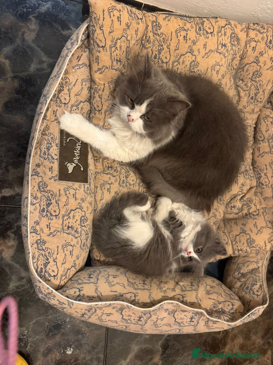 Persa gatos en venta: PERSAS - Anuncio 1