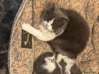 Persa gatos PERSAS - Anuncio 6