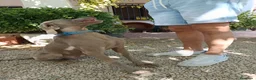 Weimaraner perros en venta: Hembrita Weimaraner  - Anuncio 7