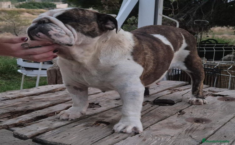 Bulldog Inglés perros - Anuncio 2