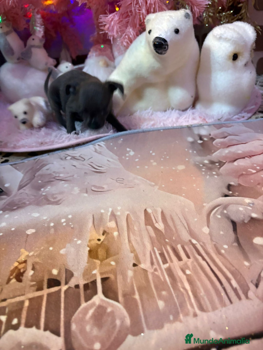 Chihuahua perros en venta: Chihuahua toy blue - Anuncio 4