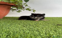 Pomerania perros en venta: POMERANIA HEMBRA DISPONIBLE - Imagen 2