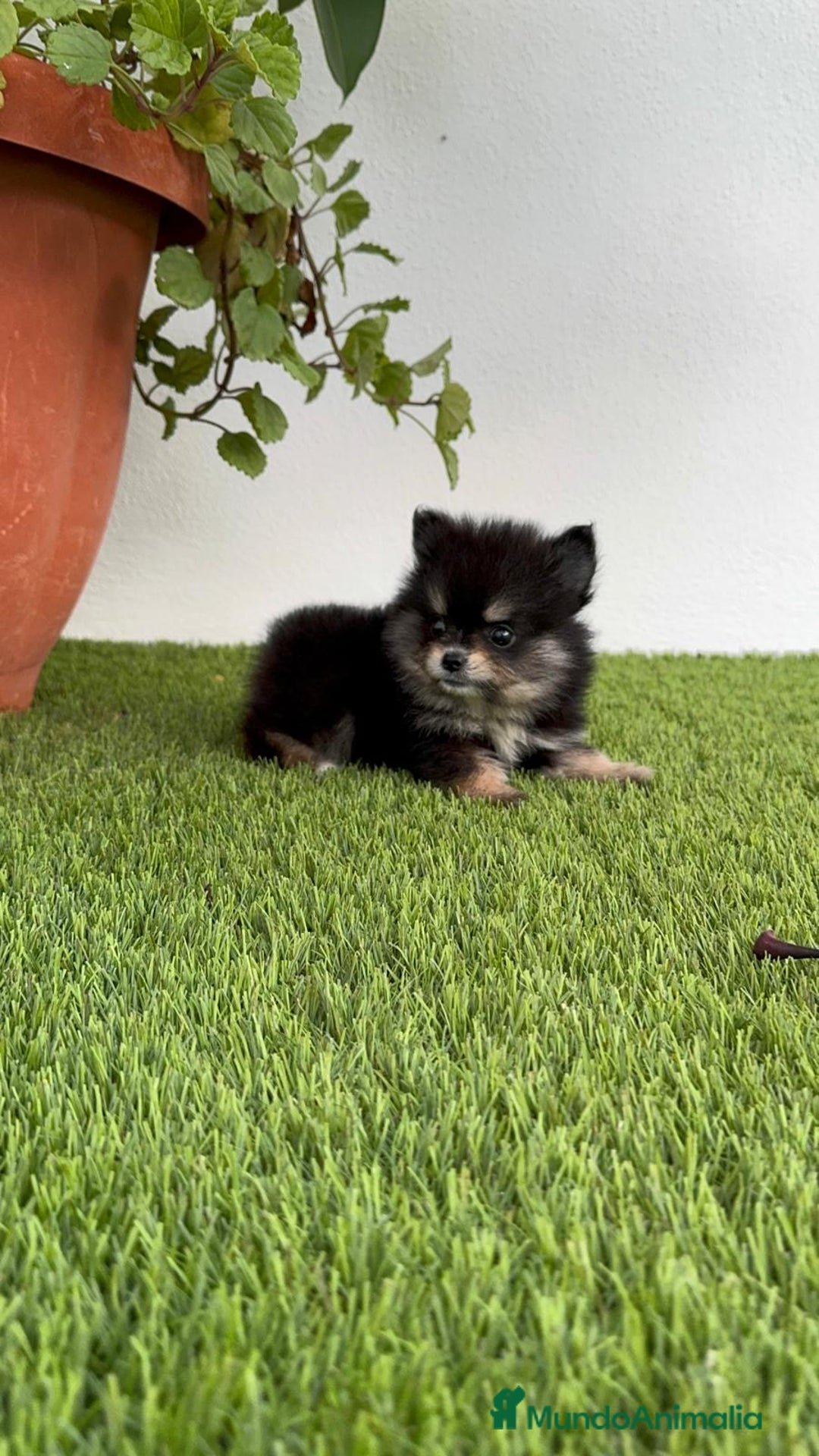 Pomerania perros en venta: POMERANIA HEMBRA DISPONIBLE - Imagen 2