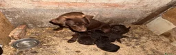 Labrador Retriever perros en venta: Labrador Retriever  - Anuncio 5