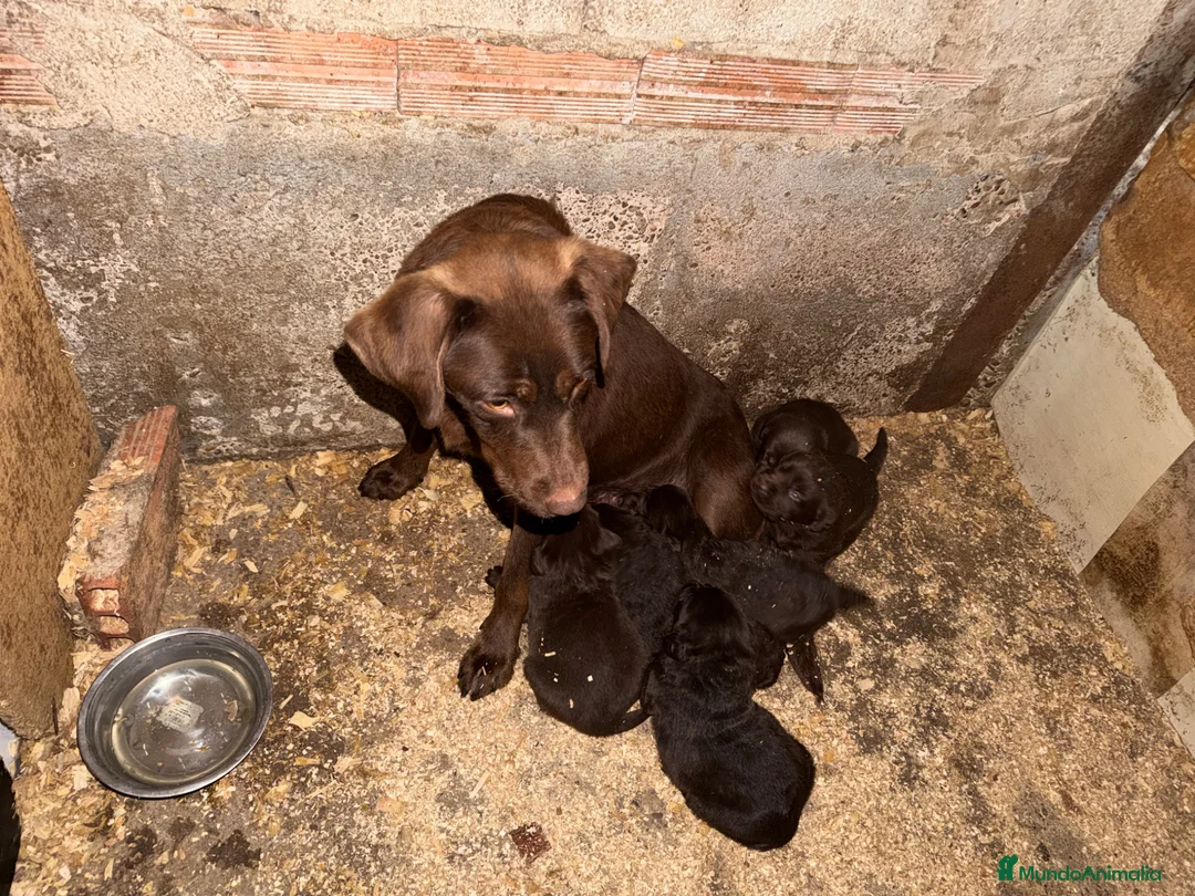Labrador Retriever perros en venta: Labrador Retriever  - Anuncio 5