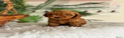 Caniche Toy perros en venta: CANICHE TOY  - Anuncio 5