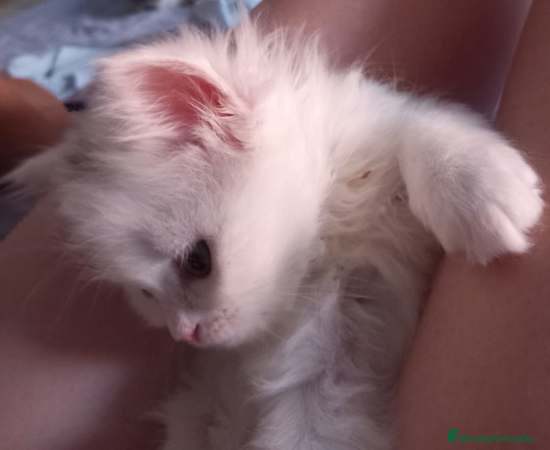 Persa gatos en venta: Gata persa - Imagen 6