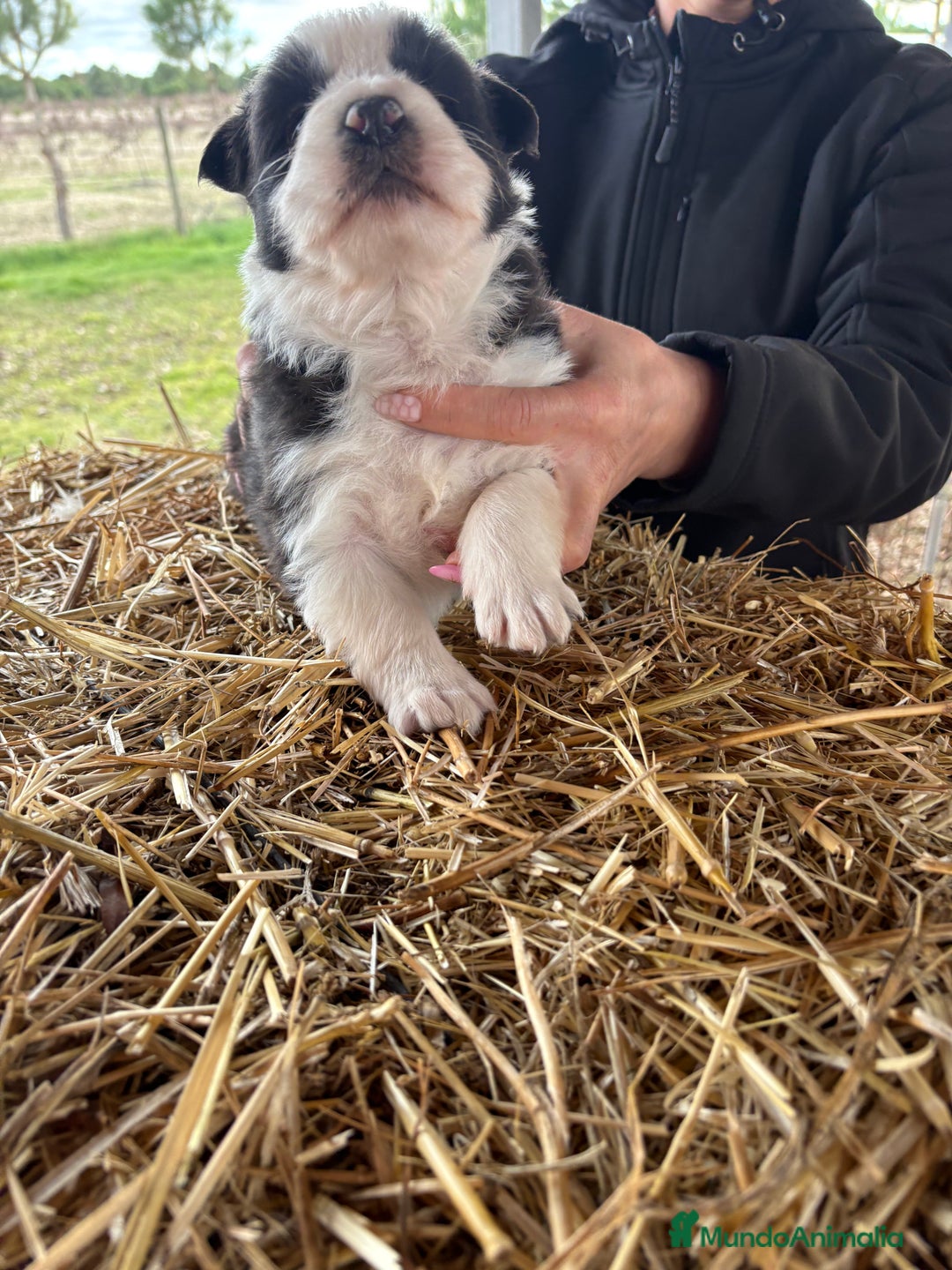Border Collie perros en venta: Preciosa hembra de border collie  - Anuncio 7