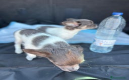 Chihuahua perros en venta: Chihuahuas pelo largo blanco blue - Imagen 14