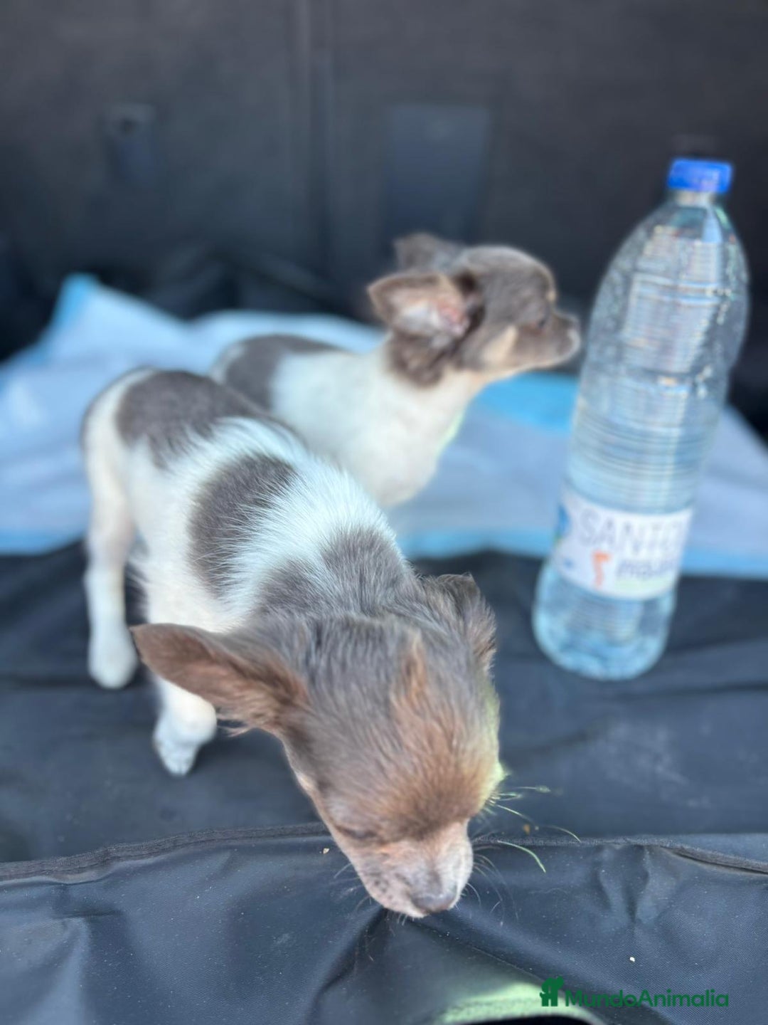 Chihuahua perros en venta: Chihuahuas pelo largo blanco blue - Imagen 14
