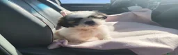 Shih Tzu perros en venta: Shih tzu - Anuncio 3