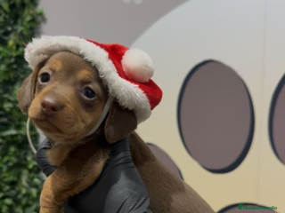 Teckel Miniatura perros Teckel mini bebé hembra chocolate - Anuncio 1