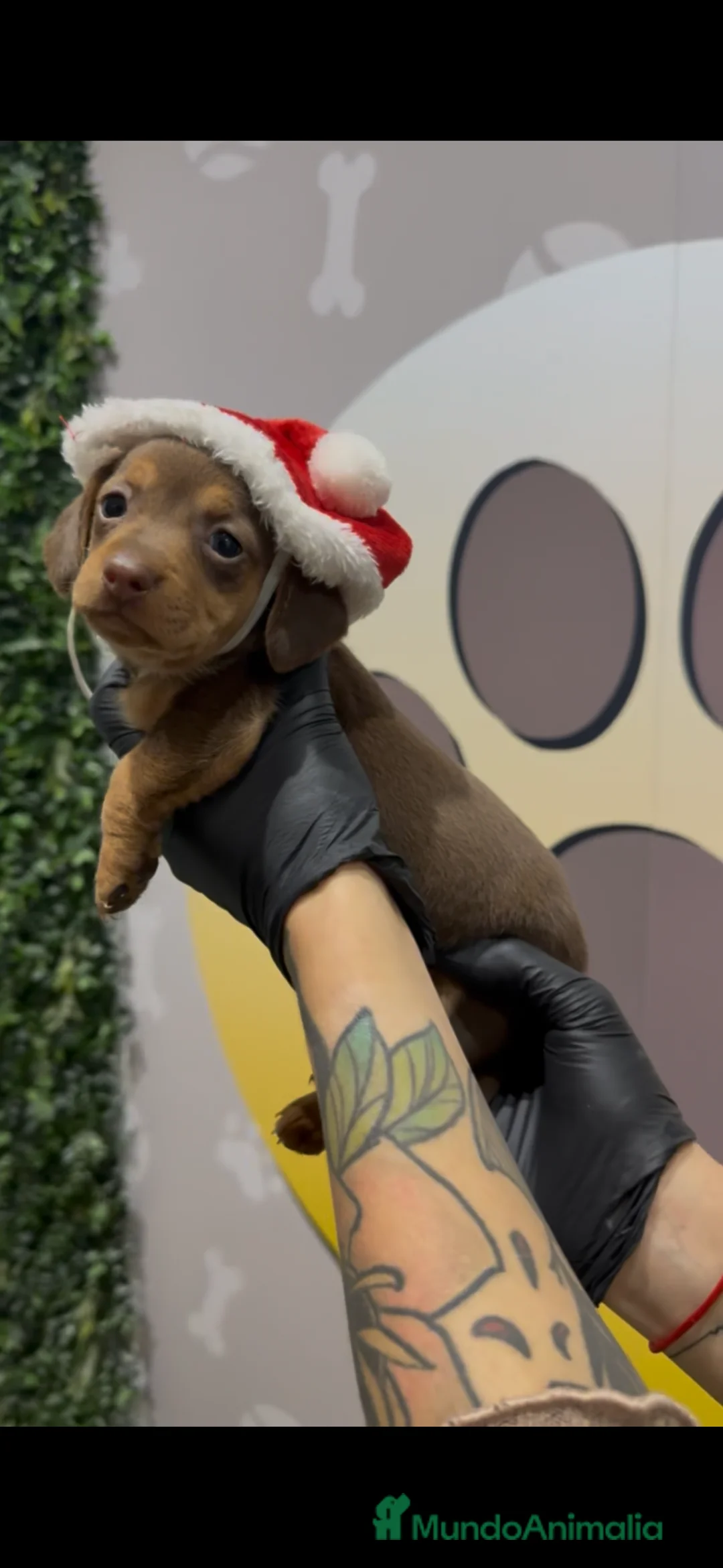 Teckel Miniatura perros en venta: Teckel mini bebé hembra chocolate - Anuncio 1