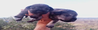 Schnauzer Miniatura Cachorro 2