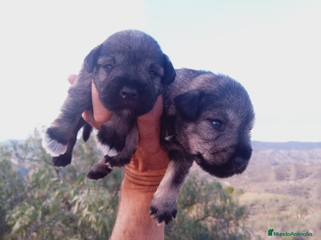 Schnauzer Miniatura perros en venta: Camada de Pepa Schnauzer - Anuncio 5